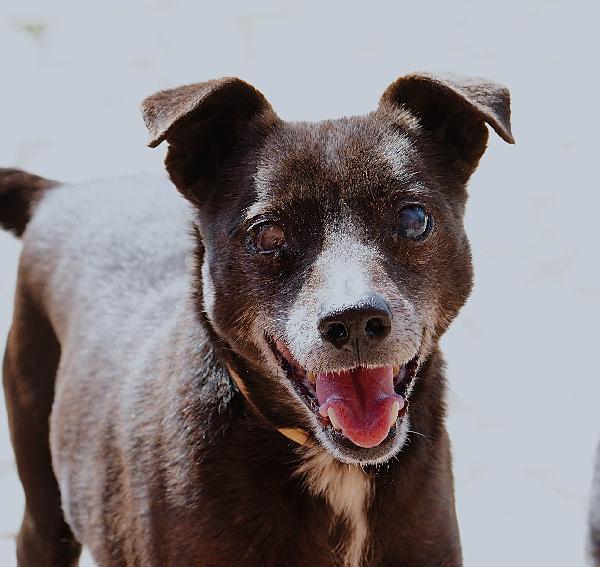 Bobby, super adozione del cuore Foto 4